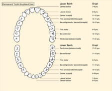 Tooth Eruption Chart Template